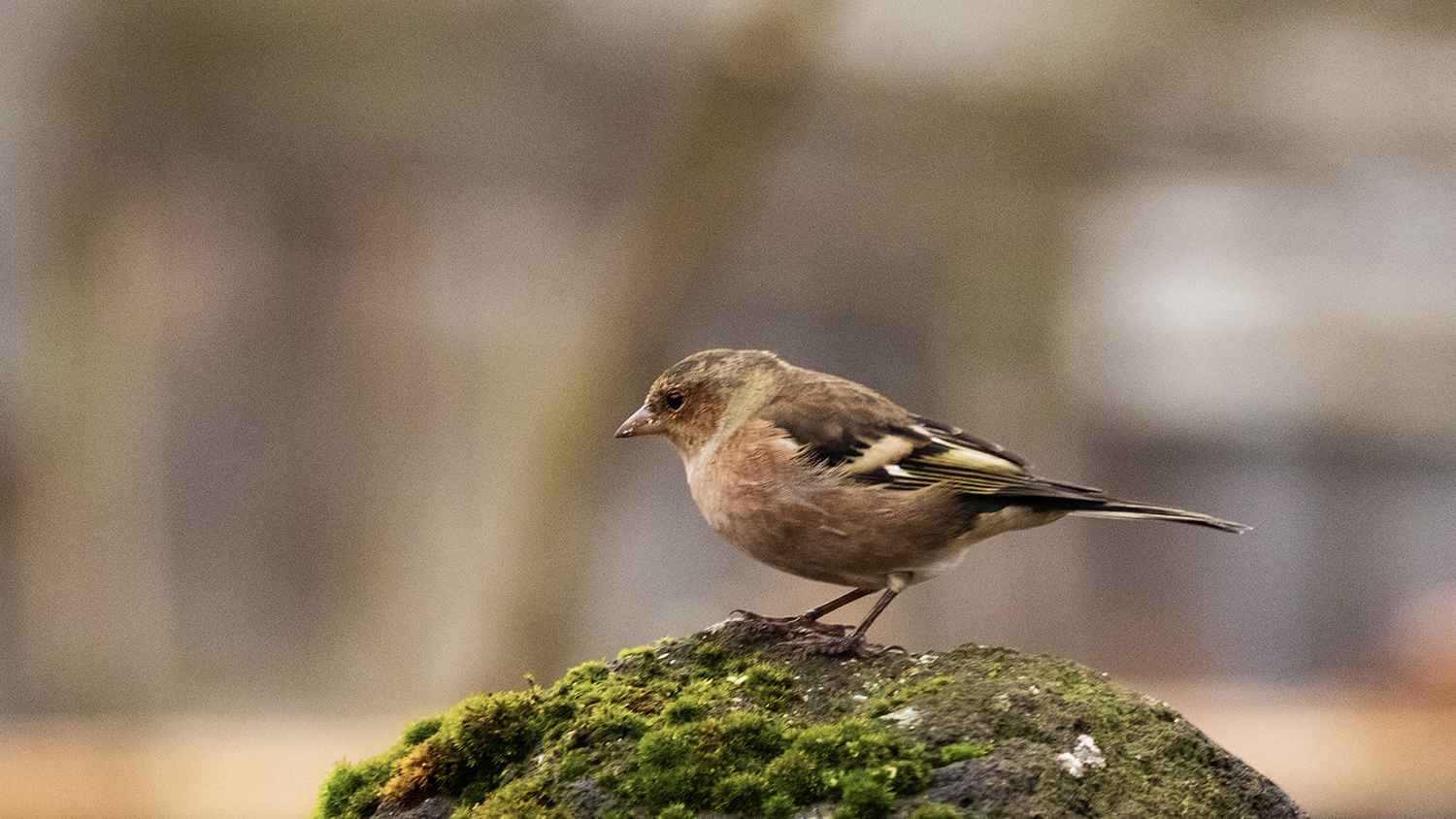 Common Chaffinch